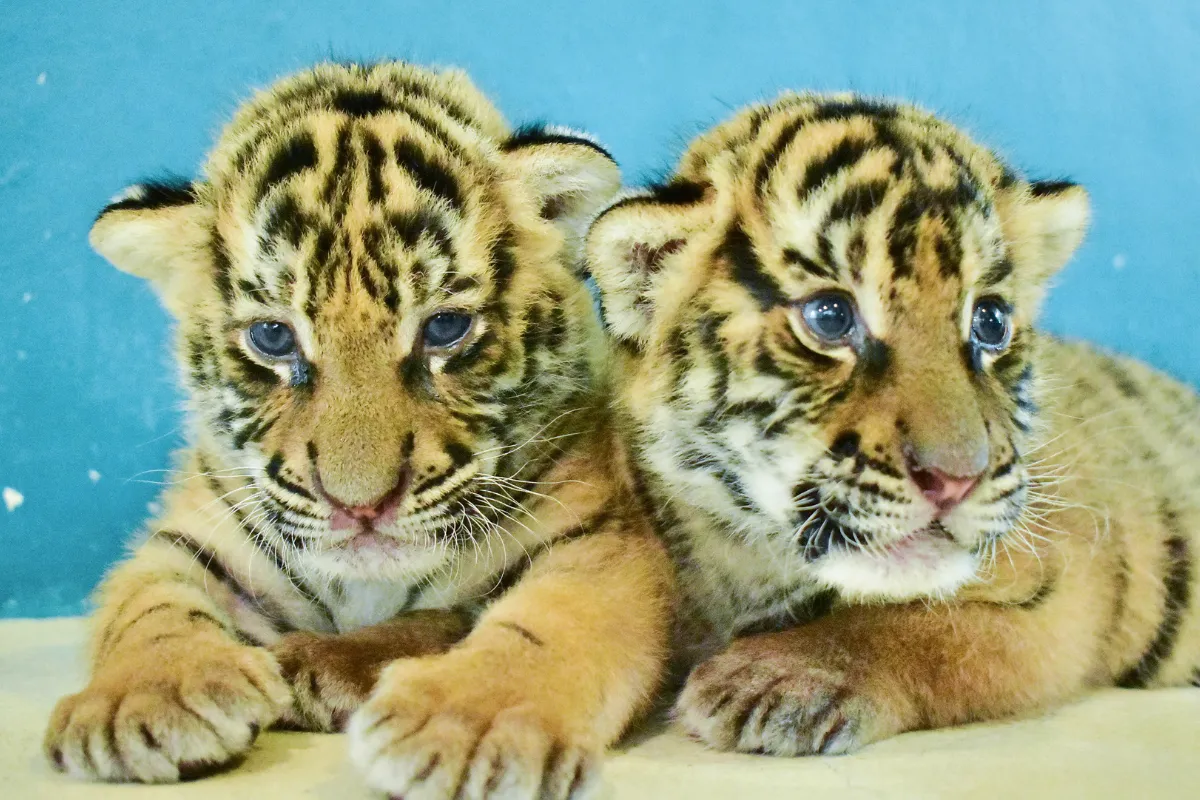 ลูกเสือที่ Pattaya Tiger Park น่ารักมาก